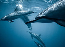 开云中国官网：引领云端生活的新纪元